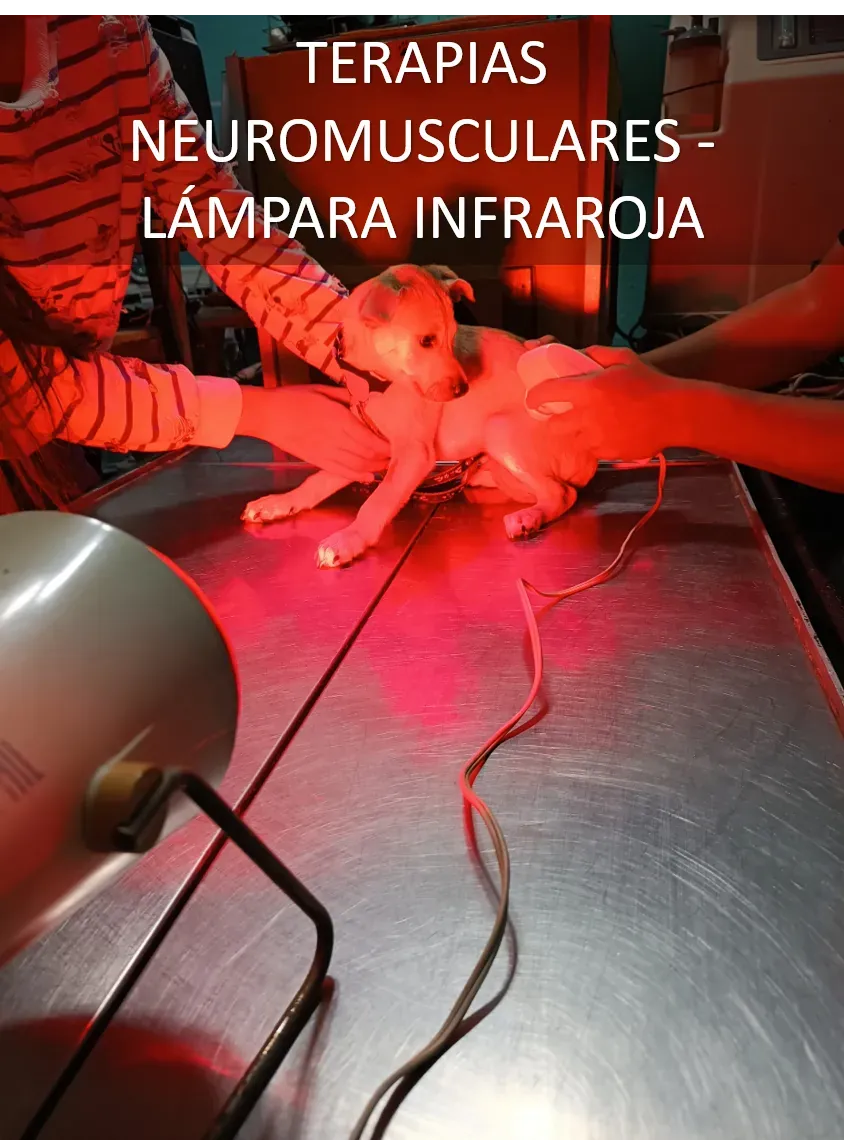 Fisioterapia
